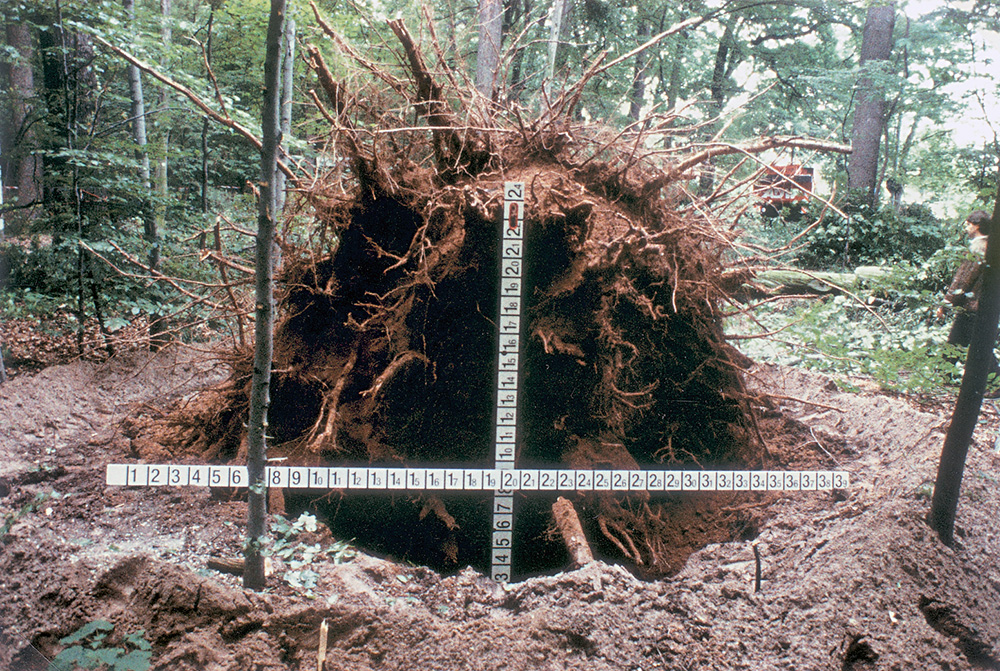 Investigations of the roots of a fallen Quercus robur in a city forest