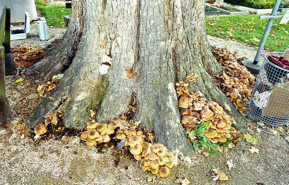 Fungi of Armillaria sp. and Ganoderma sp. impair the stability of this Acer pseudoplatanus