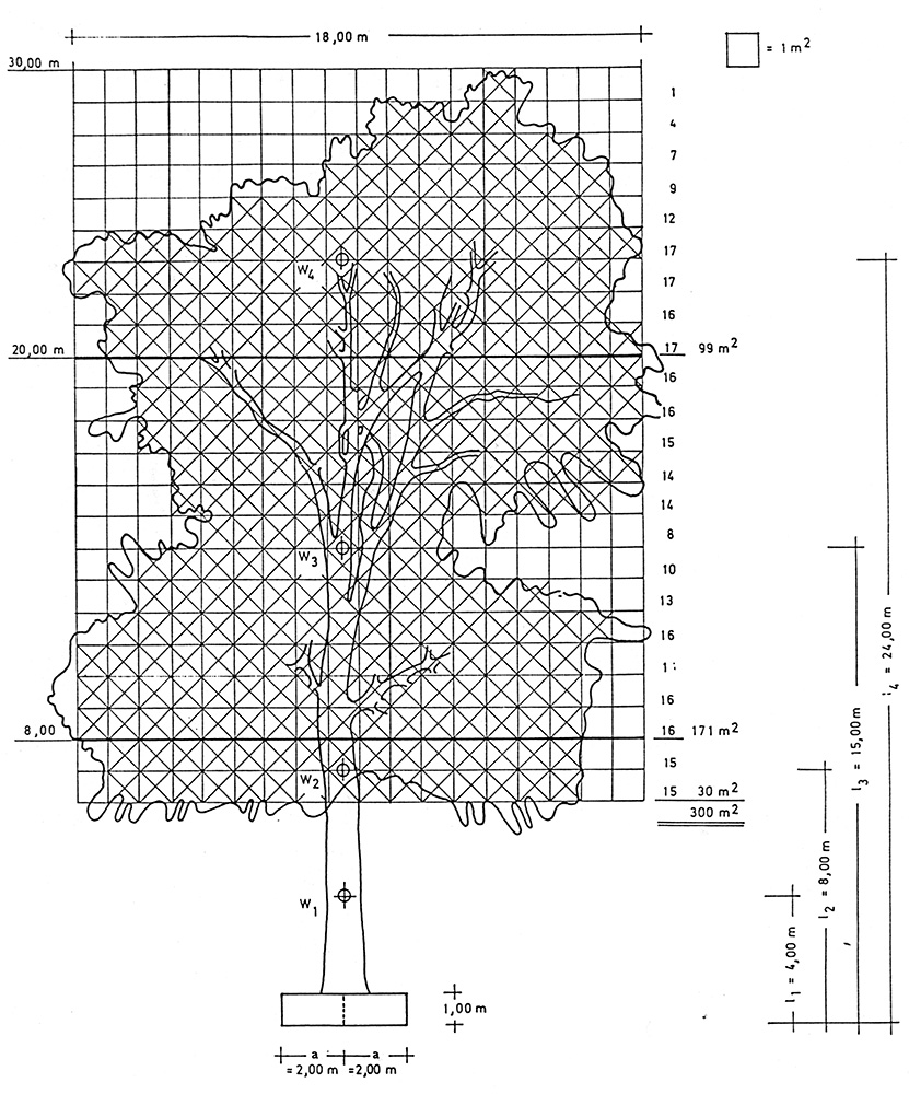 Calculation of the surface area of a tree in the beginnings of tree statics